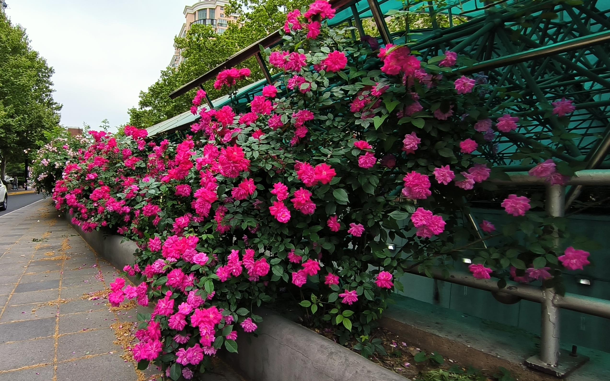 月季绽放美醉申城_要闻动态_上海市绿化和市容管理局