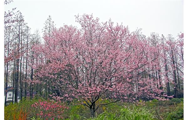 小彼岸樱 (2).jpg 小彼岸樱 (2).jpg