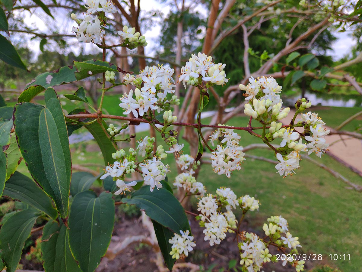 辰山植物园珍惜濒危植物七子花金秋盛放