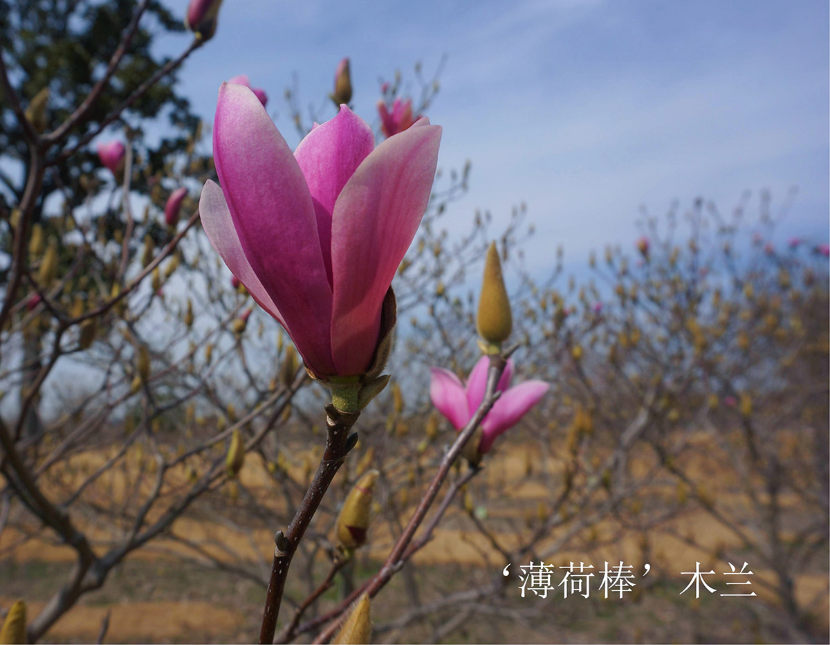 ‘薄荷棒’木兰1.jpg
