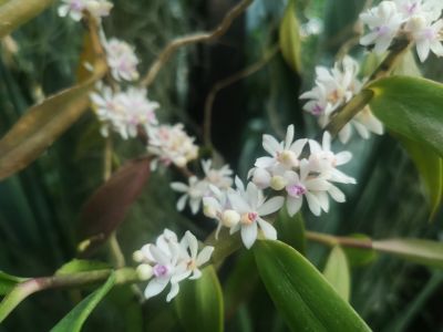 1短穗毛舌兰Trichoglottis  rosea--兰科毛舌兰属 (6).jpg