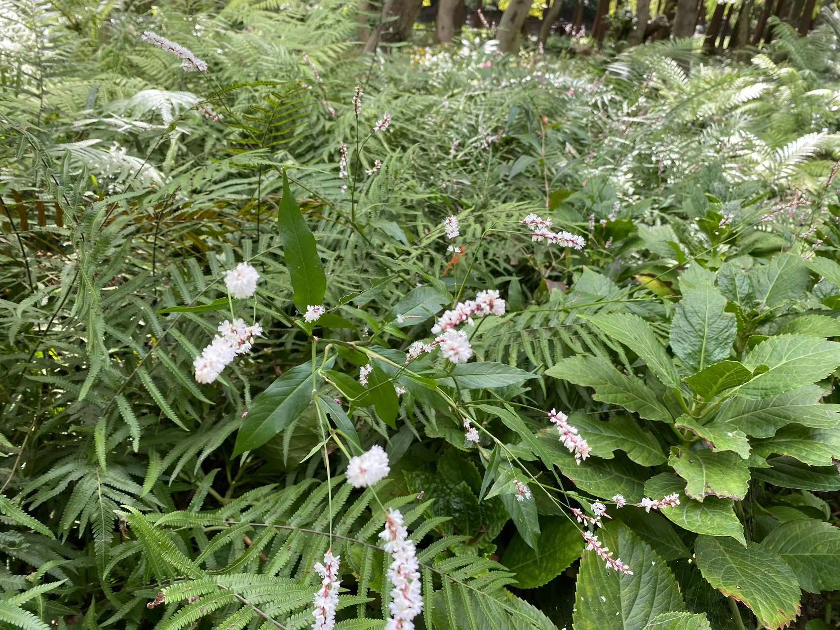 一番蓼花雨，几阵桂枝风。宋·李曾伯.jpg