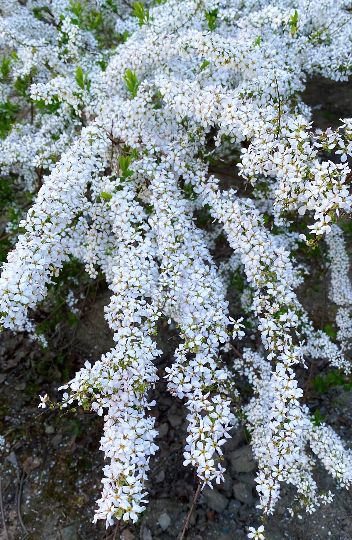 辰山植物园喷雪花随风而舞清新飘逸_上海花讯_上海市绿化和市容管理局