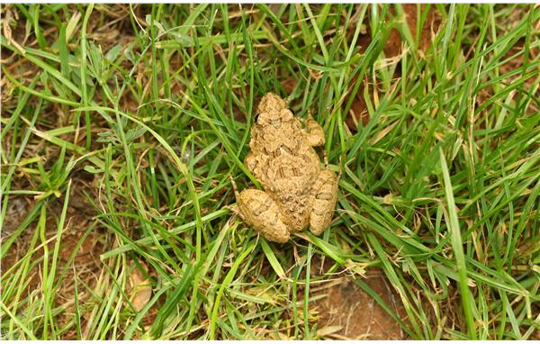 泽蛙 两爬馆 朱建青.jpg