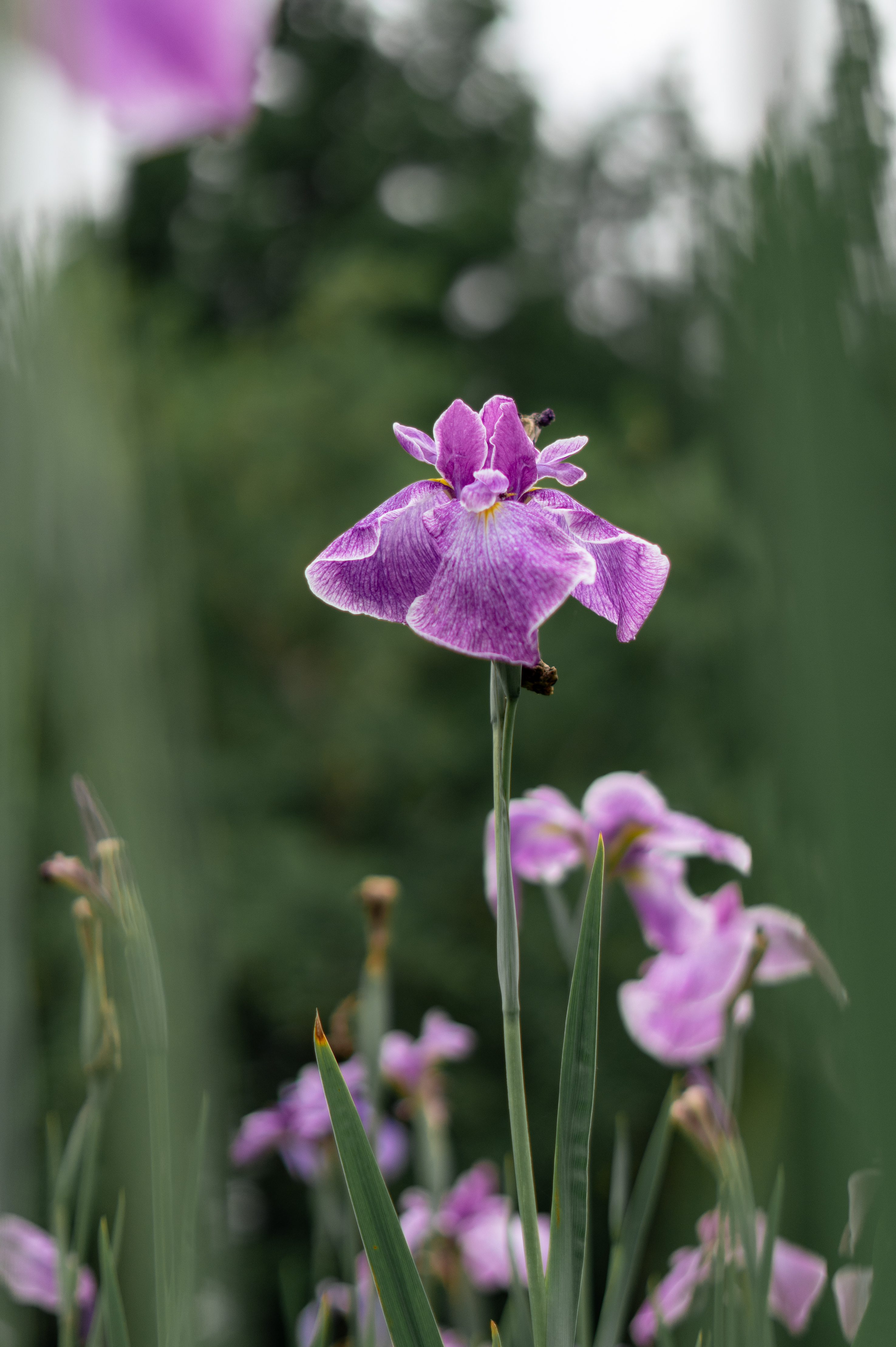 上海共青森林公园鸢尾摄影大赛即将开赛