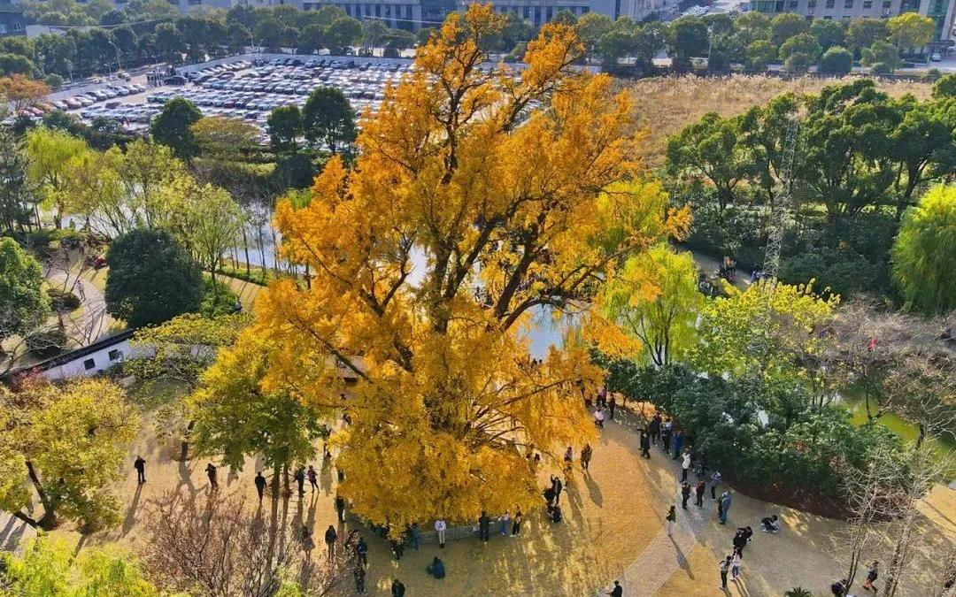 城市绿化新举措：盖土网覆盖裸露地面，助力扬尘治理与生态修复并行 (城市绿化政策)-初仟社区