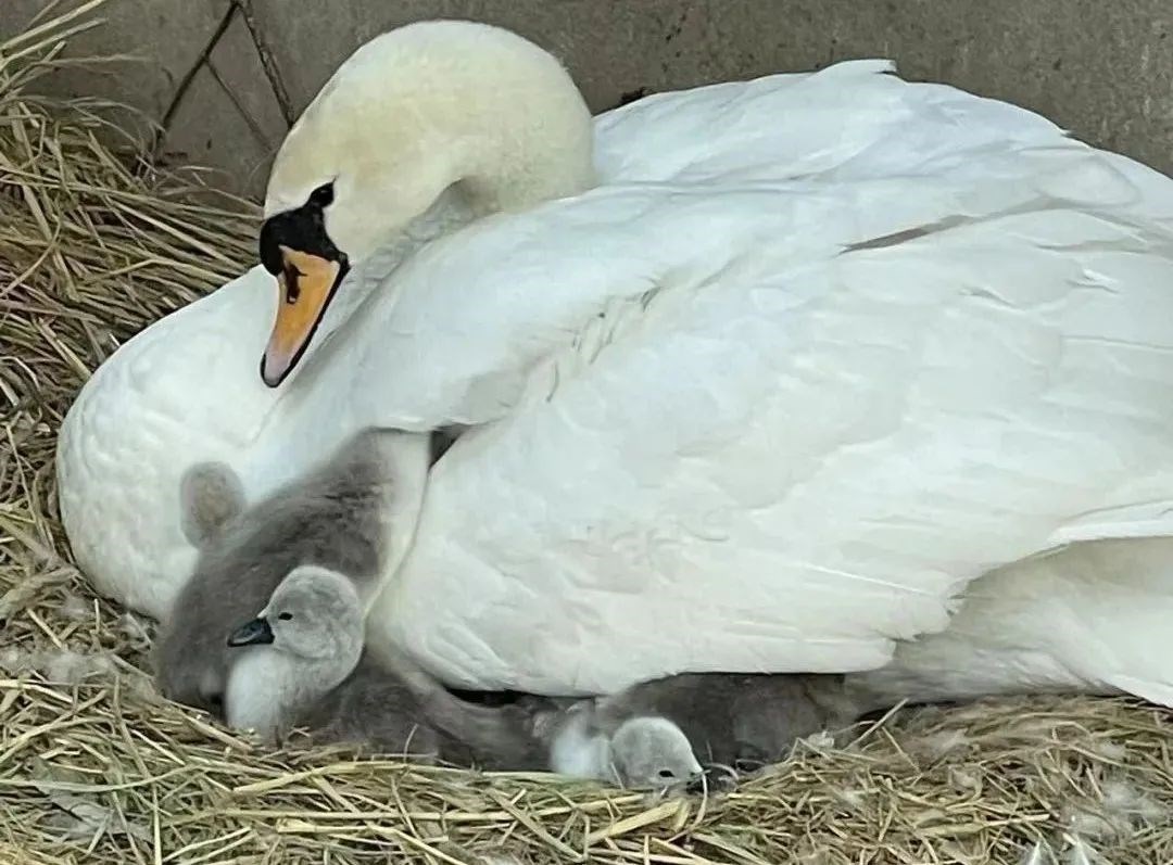 疣鼻天鹅1.jpg