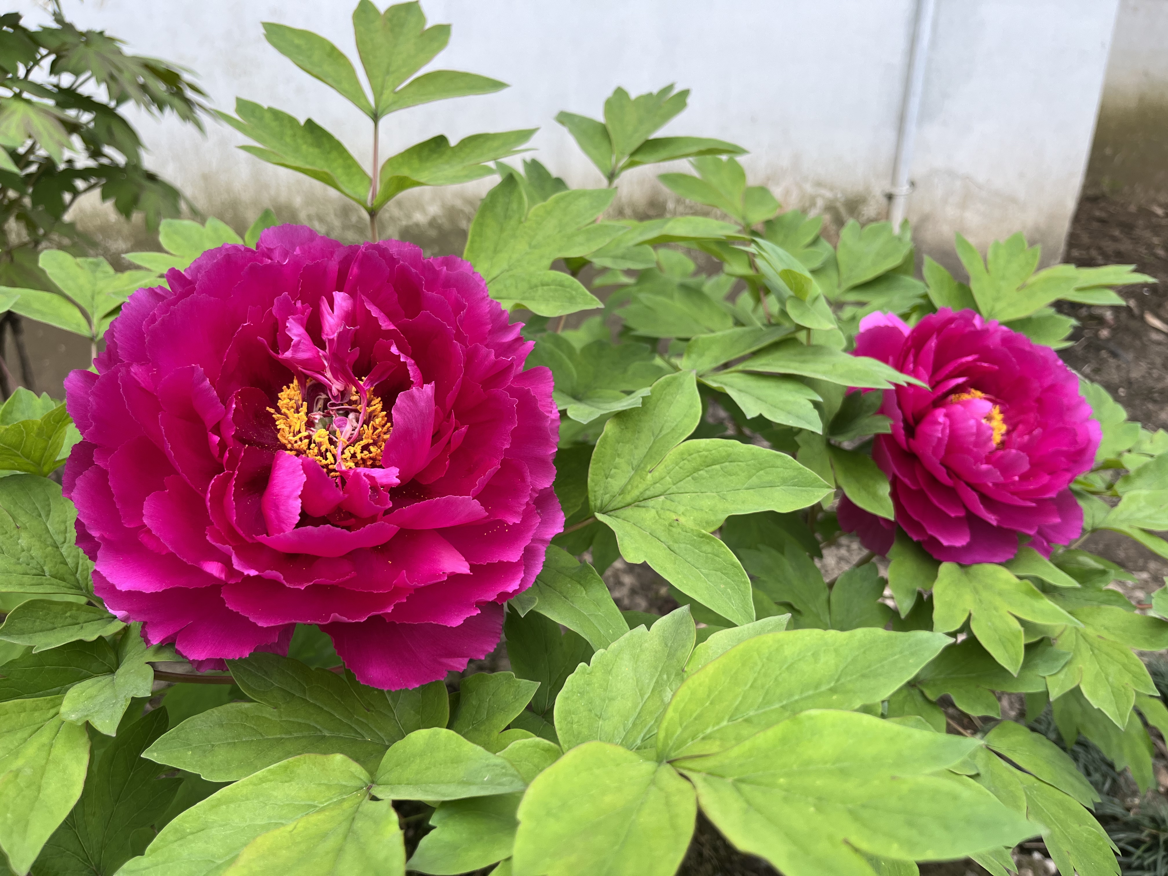 古猗园早花期牡丹展颜