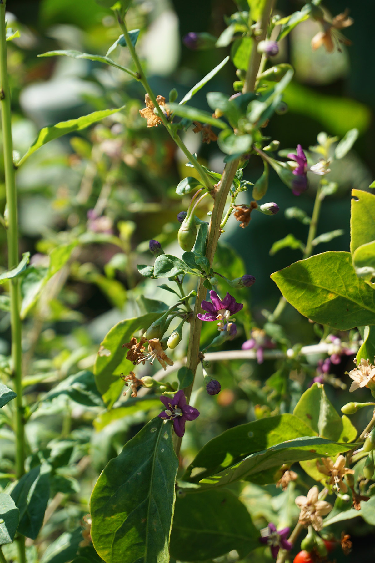 粒粒晶莹枸杞揭开辰山植物园金秋茄科盛宴序幕