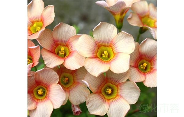 钝叶酢浆草‘涟漪 ’ (1).jpg