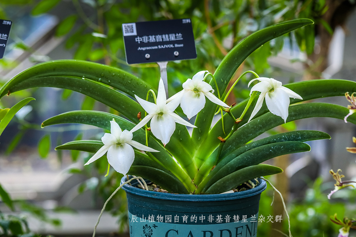 辰山植物园自育的中非基音彗星兰 (1).jpg