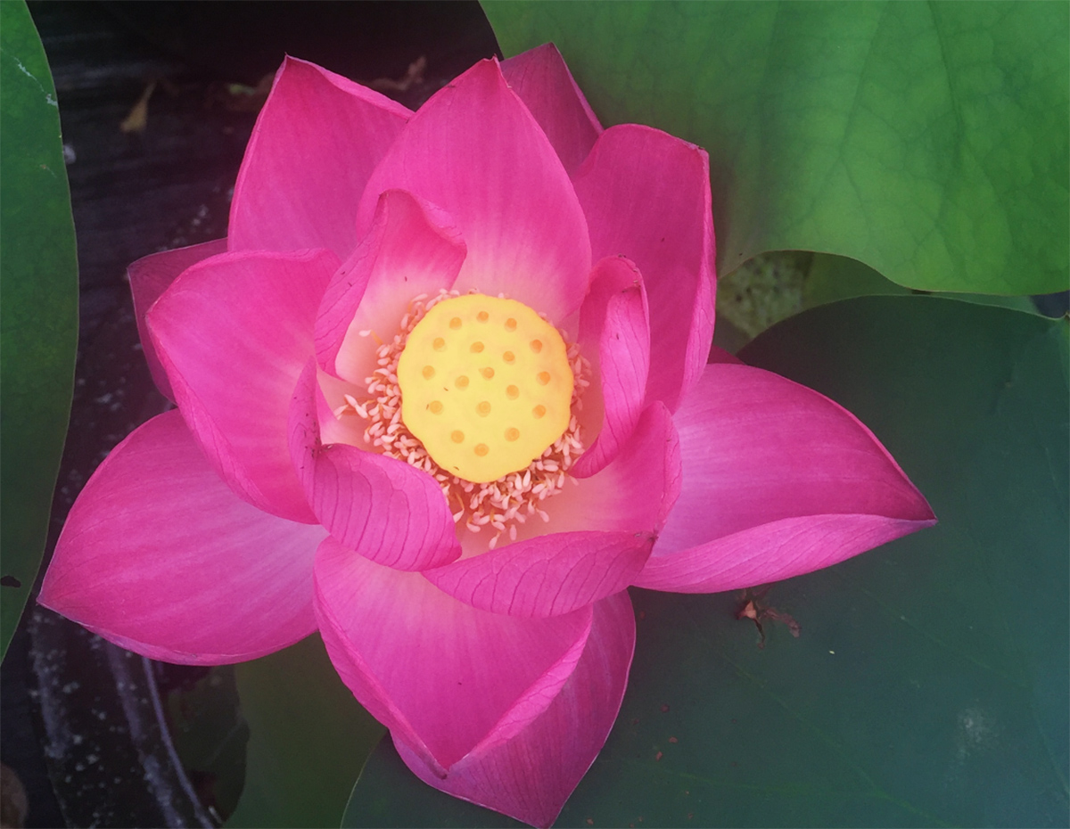 ‘艳阳天’.jpg