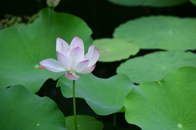 DSC_3702.jpg DSC_3702.jpg