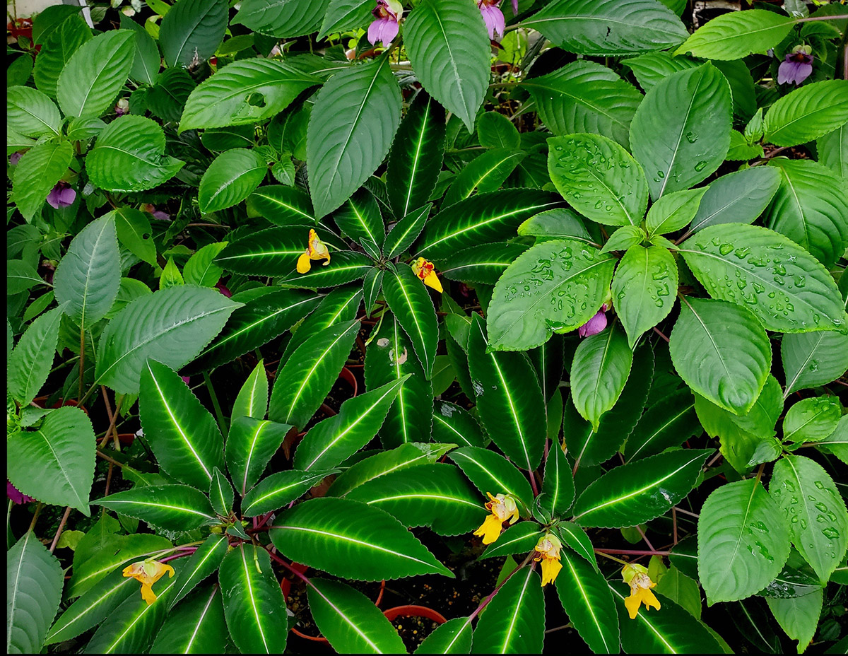 野凤仙花(野凤仙花花朵捕食小昆虫)