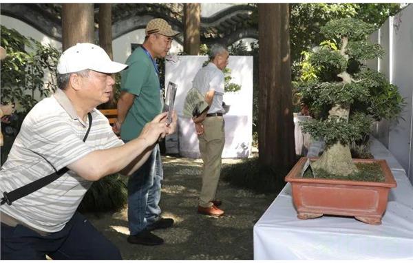 上海曲水园举办庆祝建党百年华诞盆景展381.png