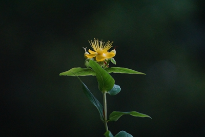 上海植物园带你回顾六月花况
