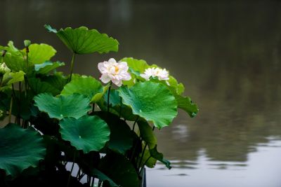 DSC_1925.jpg
