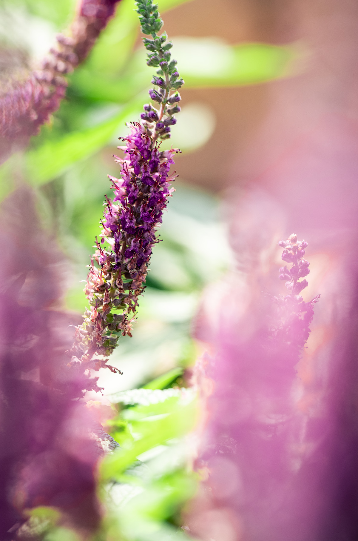 浪漫夏日梦幻花季辰山植物园蓝紫色系花花上线