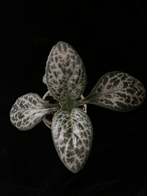 花叶牛耳朵--苦苣苔科报春苣苔属 (3).jpg