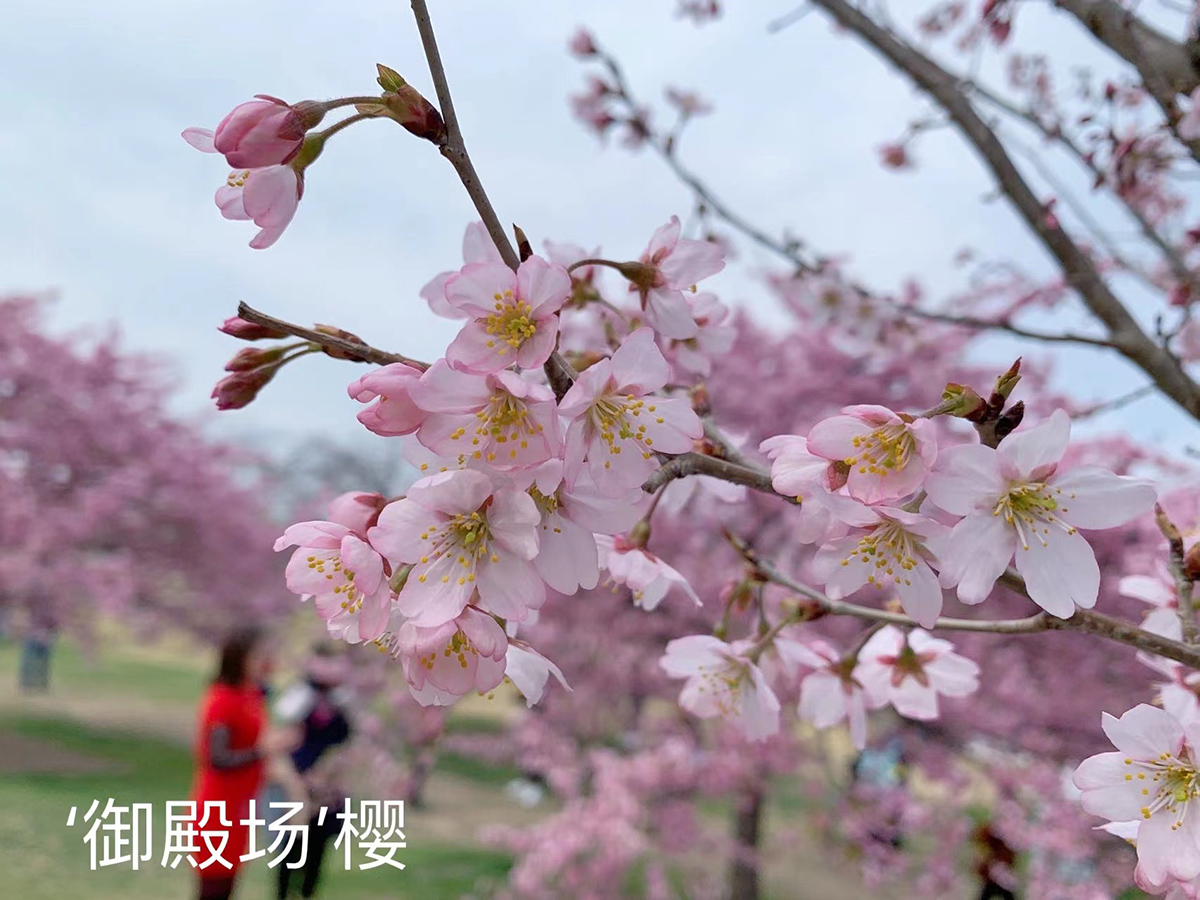 3、御殿场.jpg