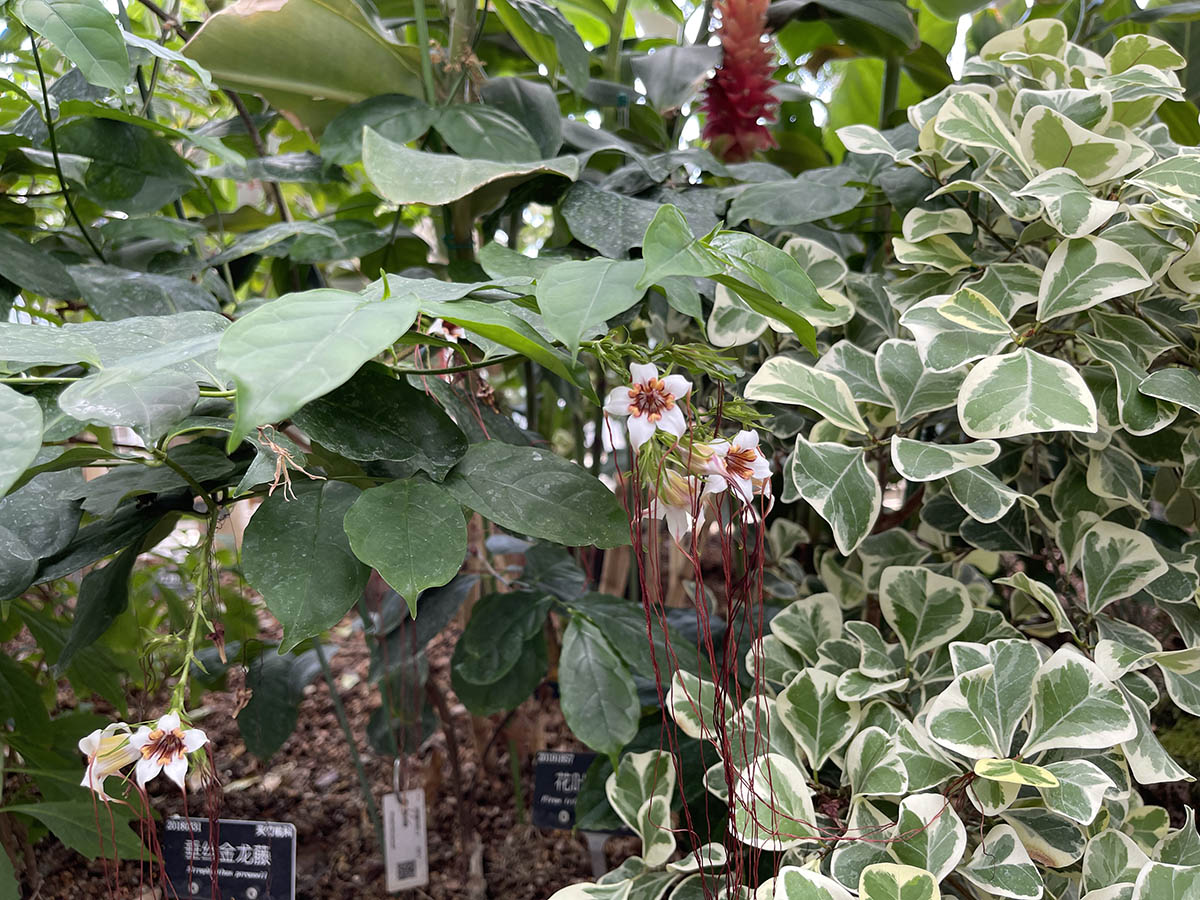 垂丝金龙藤 (3).jpg 垂丝金龙藤 (3).jpg