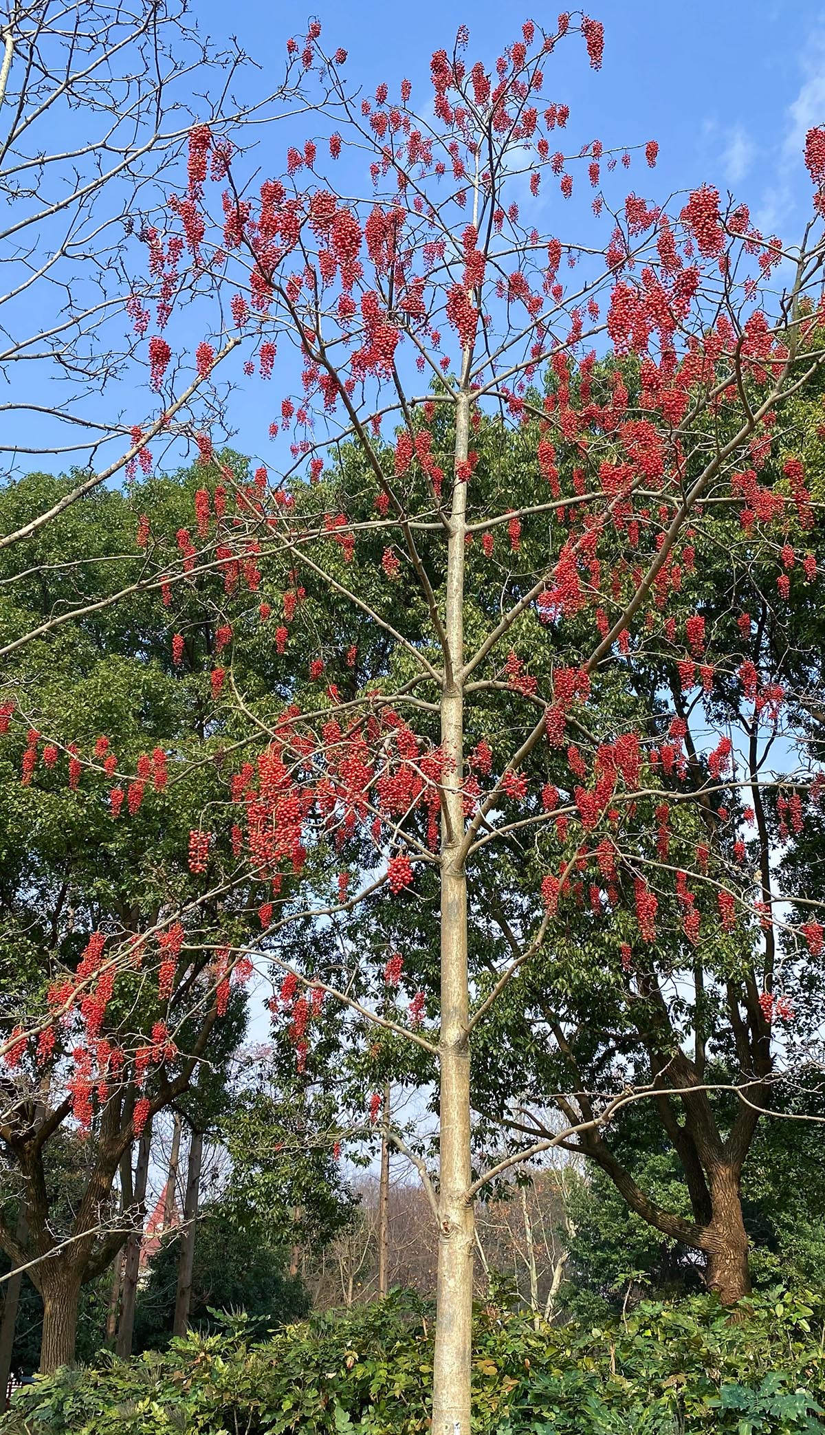 在树木园近东湖的北面,两株山桐子挂满了串串红彤彤的果实,像迷你版红