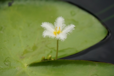 金银莲花3.jpg