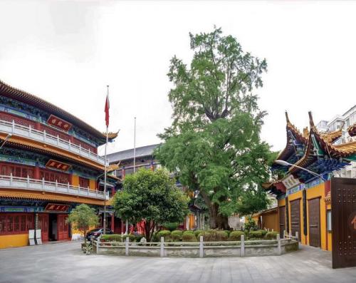 坐标在惠南镇福泉寺的0002号古银杏，在全市8株千年以上古树中排名第二.jpg