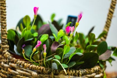 2诺氏酢浆草nortieri (8).jpg 2诺氏酢浆草nortieri (8).jpg