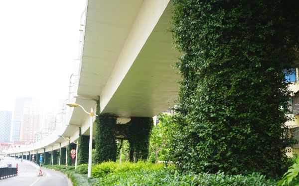 图12-薜荔.jpg 图12-薜荔.jpg