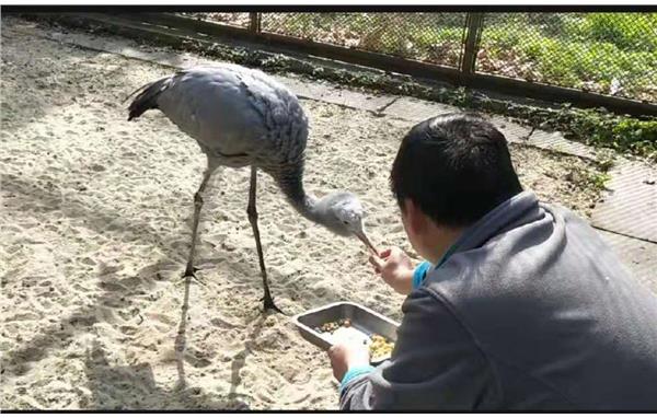 上海動物園孵化室雛寶寶過元宵