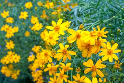 7芳香万寿菊--菊科万寿菊属 (1).jpg