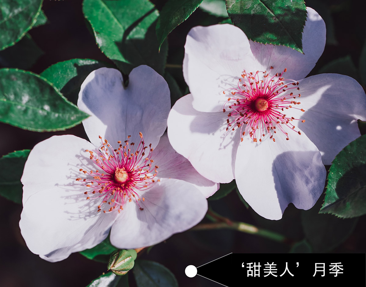 甜美人.jpg