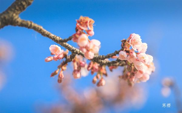 寒樱_4.jpg