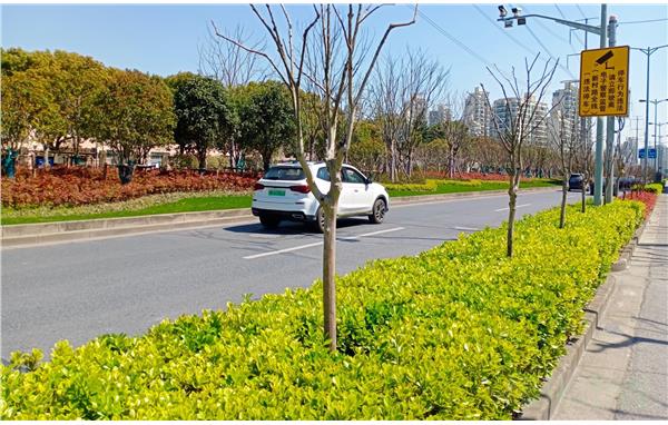 2021百条花道新村路面貌- 赵立国摄 (2).jpg