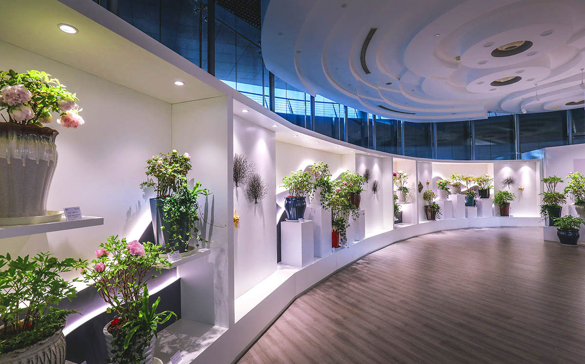 新年留沪,辰山植物园迎春花展66种精品牡丹静候光临