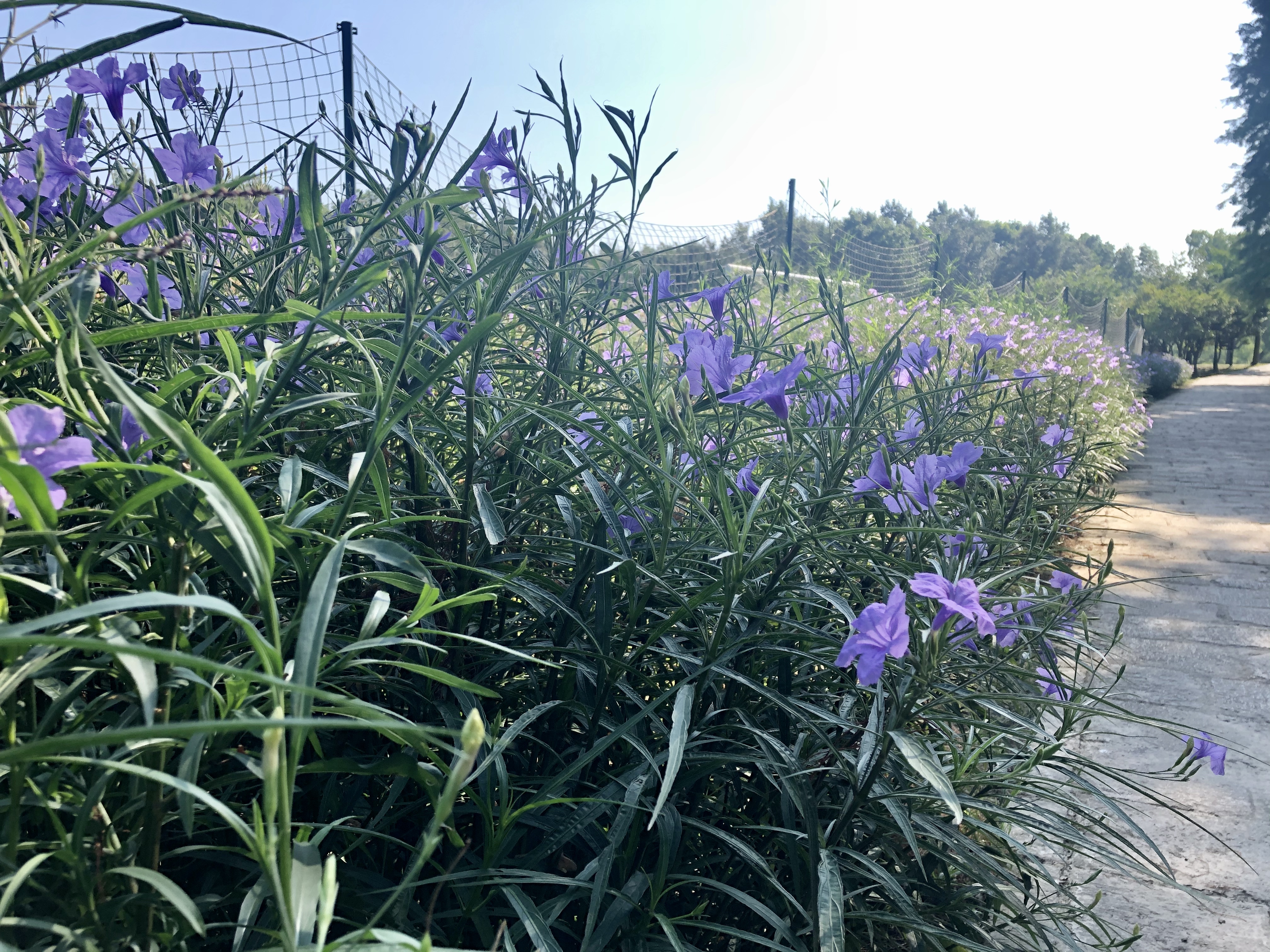 共青森林公園翠蘆莉花海花開爛漫