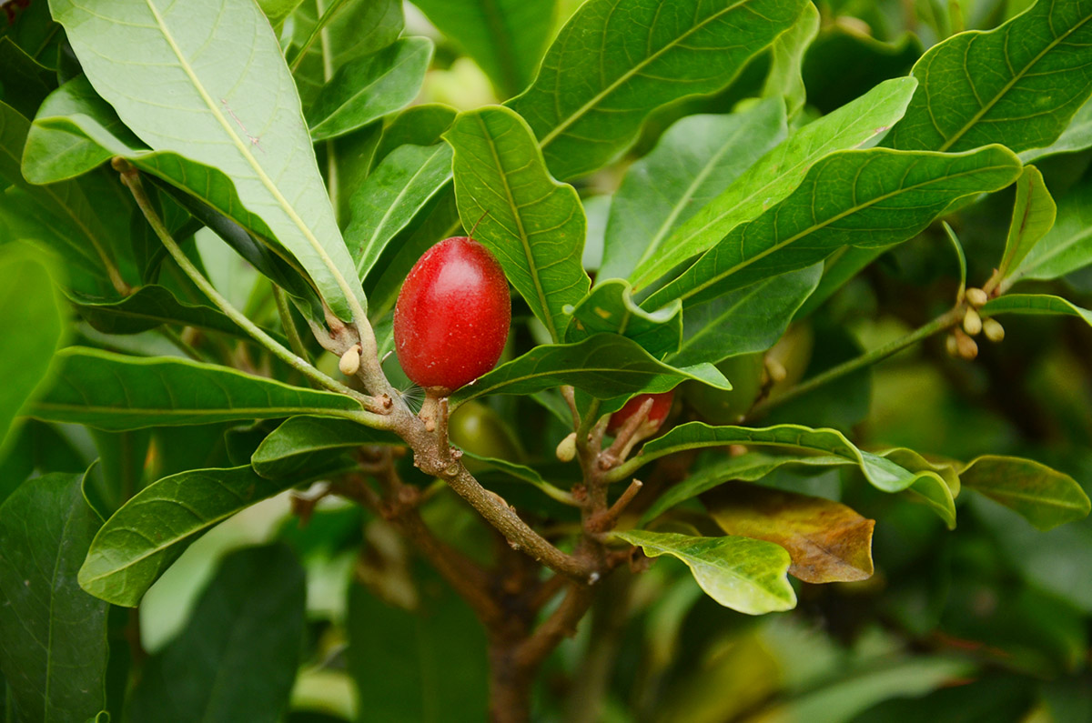 辰山植物园温室神奇的神秘果开花了