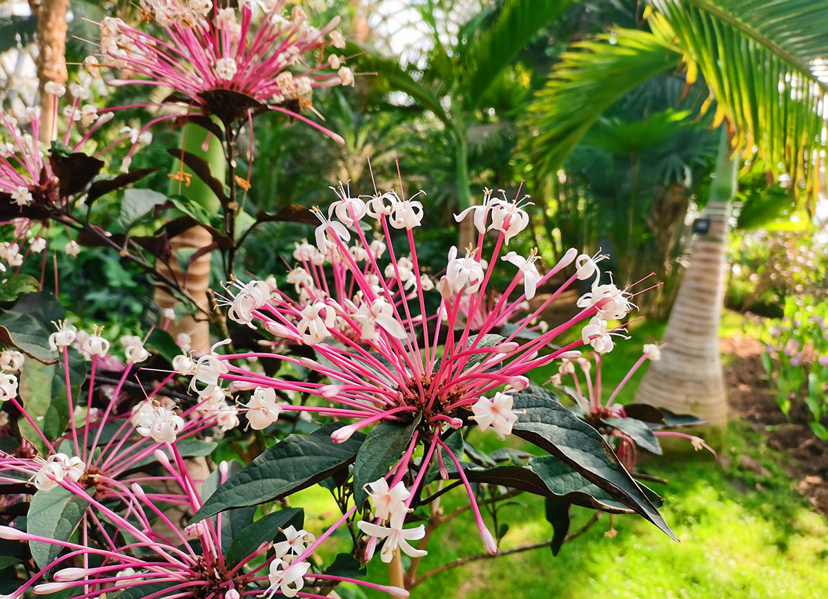 辰山植物园烟火树热情绽放 助力辰山迎春花展