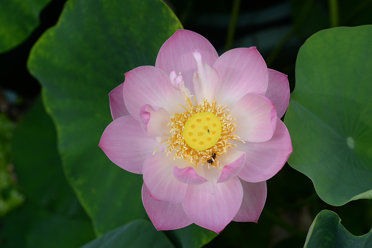 ‘绯红’-DSC_3503.jpg