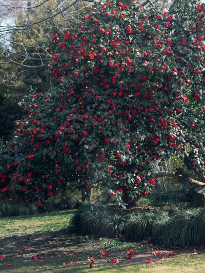 金心大红 (2).jpg 金心大红 (2).jpg