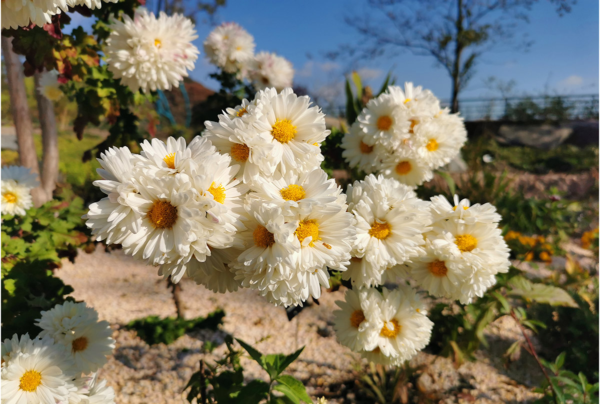 杭白菊植株图片图片