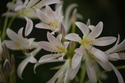 AZ8A4731.jpg
