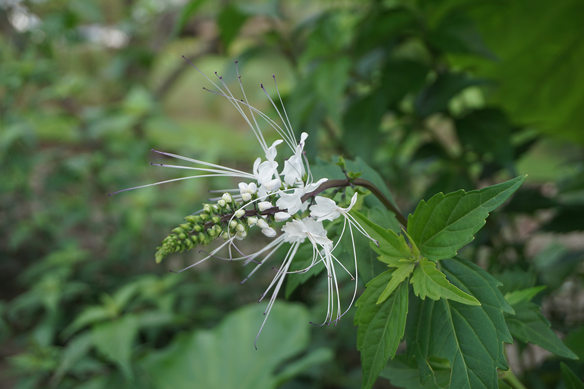 猫须草图片壮阳图片