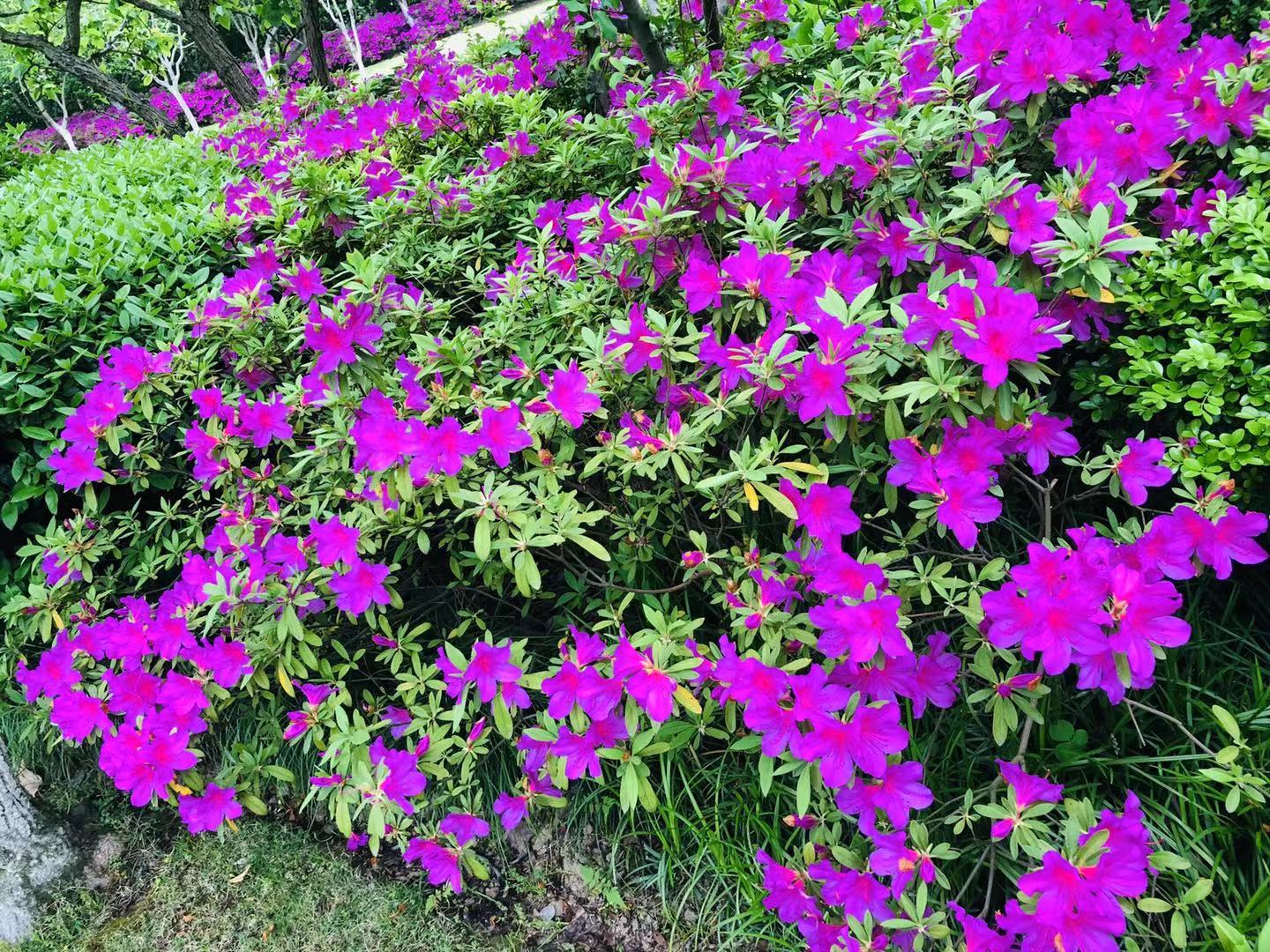 春意渐浓赏花时 绿带又见杜鹃花_上海花讯_上海市绿化和市容管理局
