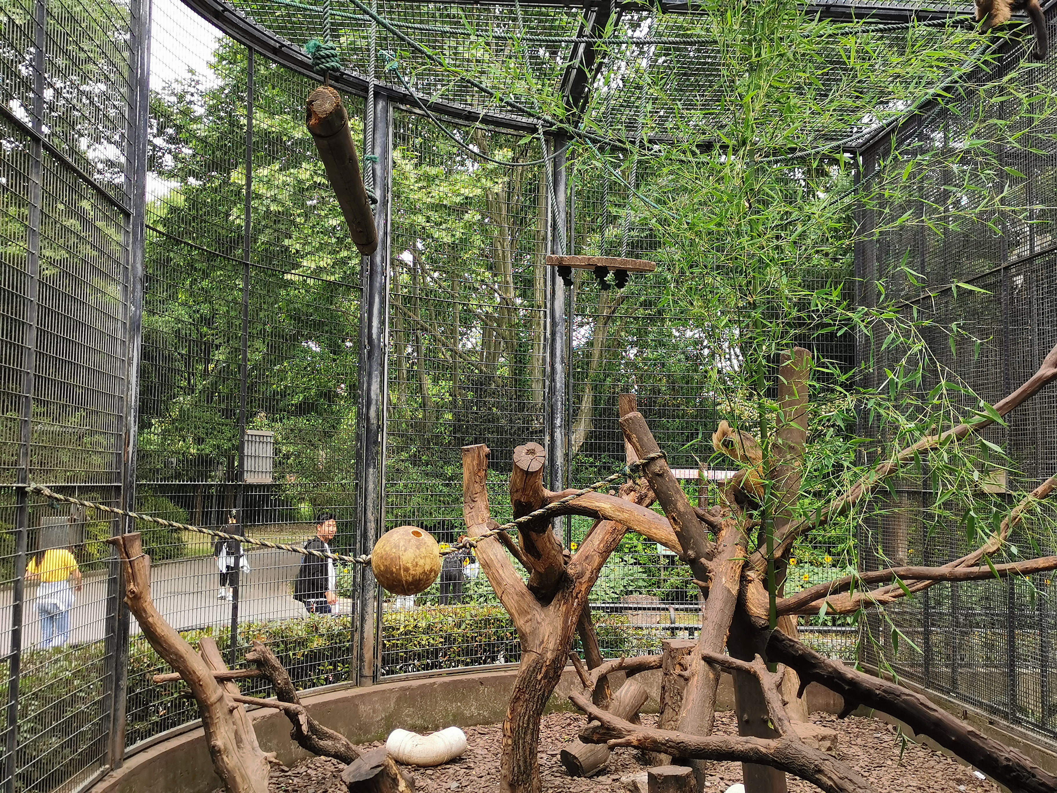 上海动物园黑巾卷尾猴的青竹丰容 (2).jpg