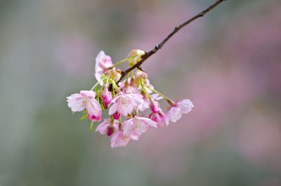 DSC_7992河津樱.jpg