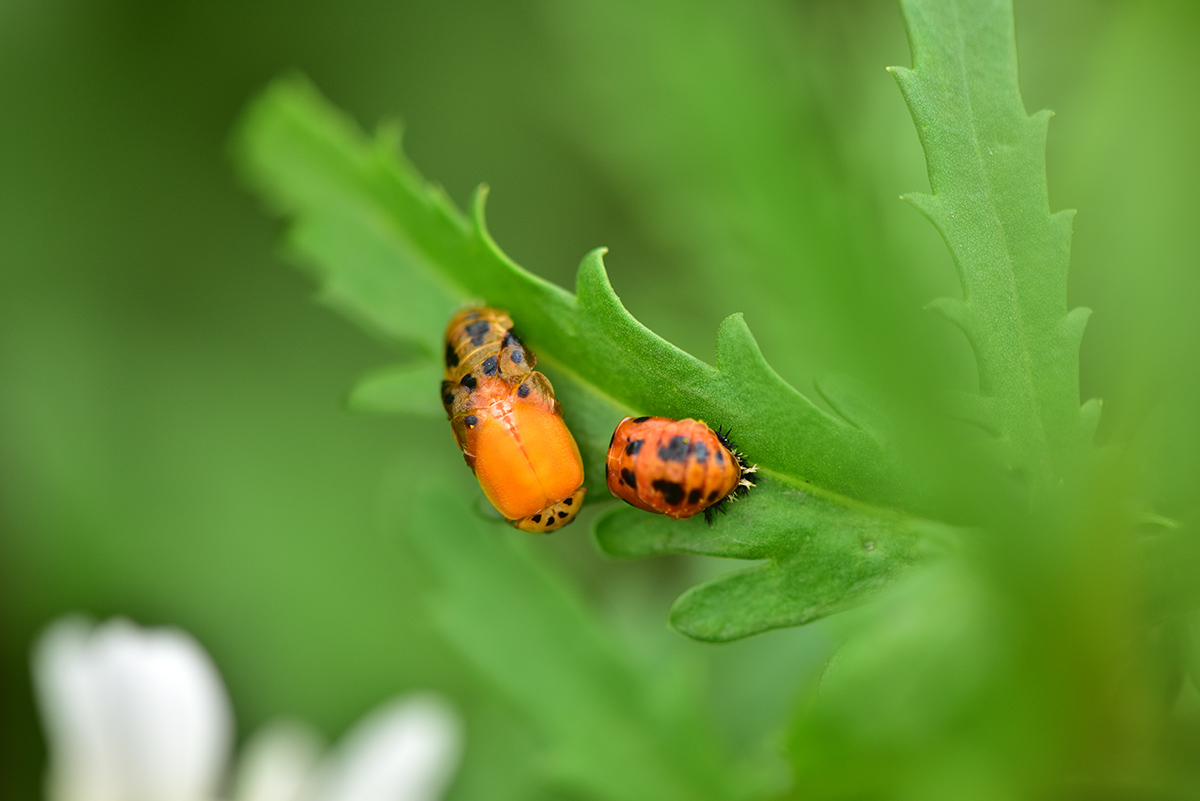 1,刚孵化的瓢虫及其蛹.jpg