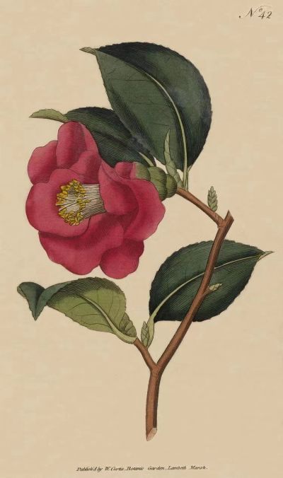 山茶原种2.jpg 山茶原种2.jpg