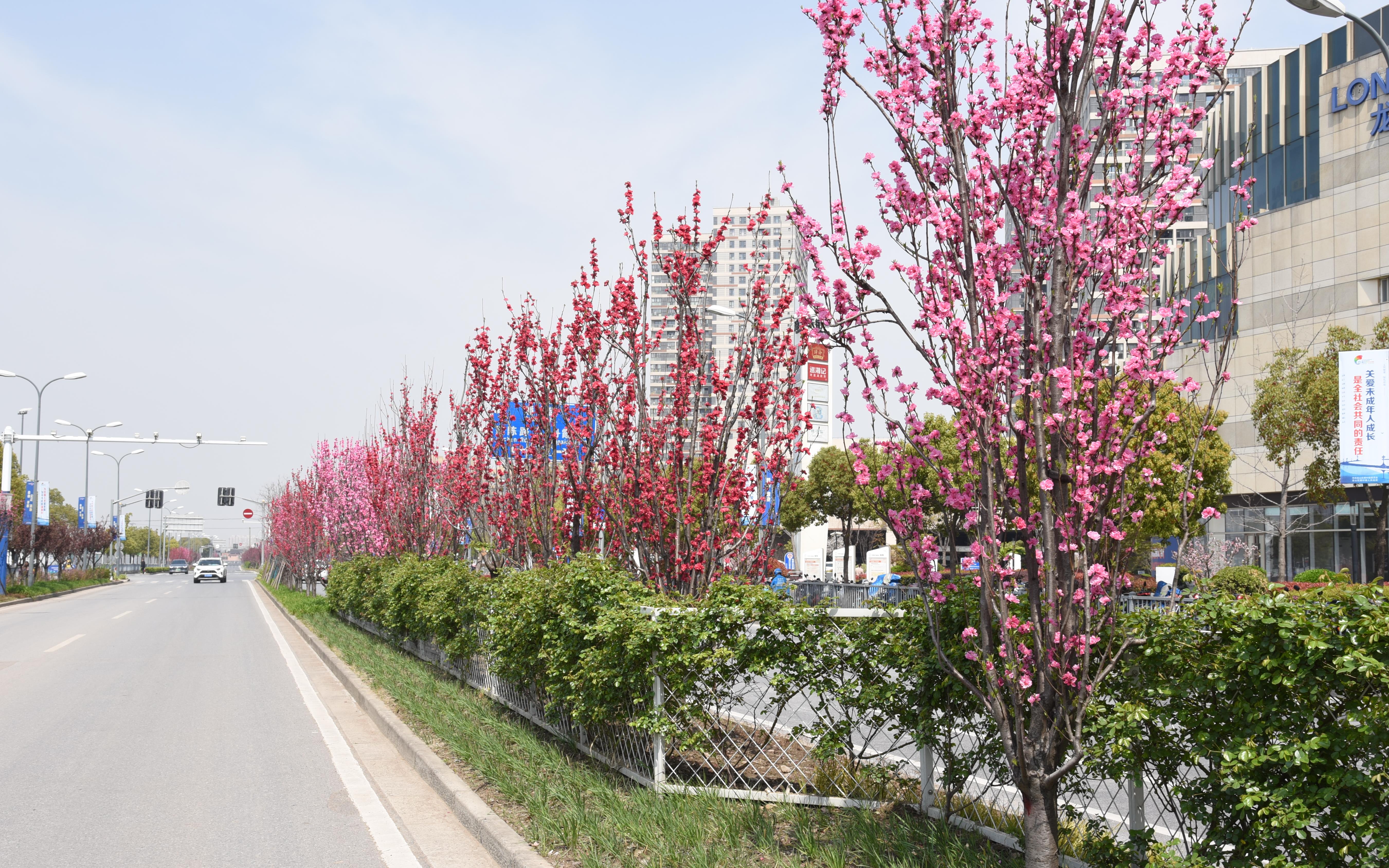 公路绿化花卉品种图片